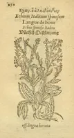 An illustration from Plantarum effigies /e? Leonartho Fuschio, ac quinque diuersis linguis redditae ... (1549)