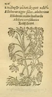 Picture 24 of 76 from Plantarum effigies /e? Leonartho Fuschio, ac quinque diuersis linguis redditae ... (1549), leaf 179