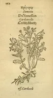 Picture 25 of 76 from Plantarum effigies /e? Leonartho Fuschio, ac quinque diuersis linguis redditae ... (1549), leaf 185