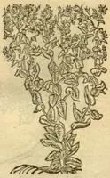 An illustration from Plantarum effigies /e? Leonartho Fuschio, ac quinque diuersis linguis redditae ... (1549)