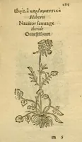 Picture 27 of 76 from Plantarum effigies /e? Leonartho Fuschio, ac quinque diuersis linguis redditae ... (1549), leaf 208