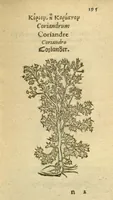 Picture 28 of 76 from Plantarum effigies /e? Leonartho Fuschio, ac quinque diuersis linguis redditae ... (1549), leaf 218