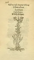 Picture 30 of 76 from Plantarum effigies /e? Leonartho Fuschio, ac quinque diuersis linguis redditae ... (1549), leaf 229