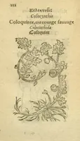 Picture 31 of 76 from Plantarum effigies /e? Leonartho Fuschio, ac quinque diuersis linguis redditae ... (1549), leaf 235