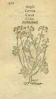 Picture 32 of 76 from Plantarum effigies /e? Leonartho Fuschio, ac quinque diuersis linguis redditae ... (1549), leaf 247