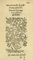 Picture 33 of 76 from Plantarum effigies /e? Leonartho Fuschio, ac quinque diuersis linguis redditae ... (1549), leaf 252