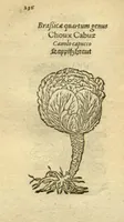 Picture 34 of 76 from Plantarum effigies /e? Leonartho Fuschio, ac quinque diuersis linguis redditae ... (1549), leaf 259