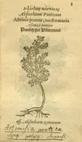 Picture 1 of 76 from Plantarum effigies /e? Leonartho Fuschio, ac quinque diuersis linguis redditae ... (1549), leaf 26