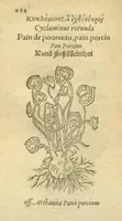 Picture 36 of 76 from Plantarum effigies /e? Leonartho Fuschio, ac quinque diuersis linguis redditae ... (1549), leaf 277