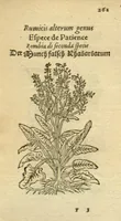Picture 37 of 76 from Plantarum effigies /e? Leonartho Fuschio, ac quinque diuersis linguis redditae ... (1549), leaf 284