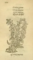 Picture 38 of 76 from Plantarum effigies /e? Leonartho Fuschio, ac quinque diuersis linguis redditae ... (1549), leaf 289