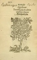 An illustration from Plantarum effigies /e? Leonartho Fuschio, ac quinque diuersis linguis redditae ... (1549)