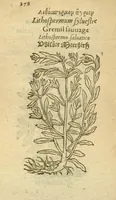 An illustration from Plantarum effigies /e? Leonartho Fuschio, ac quinque diuersis linguis redditae ... (1549)