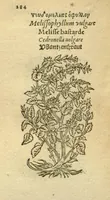 An illustration from Plantarum effigies /e? Leonartho Fuschio, ac quinque diuersis linguis redditae ... (1549)