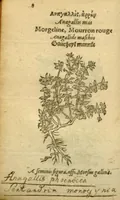 Picture 2 of 76 from Plantarum effigies /e? Leonartho Fuschio, ac quinque diuersis linguis redditae ... (1549), leaf 31