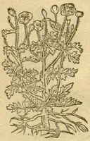 Picture 42 of 76 from Plantarum effigies /e? Leonartho Fuschio, ac quinque diuersis linguis redditae ... (1549), leaf 316