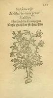 Picture 43 of 76 from Plantarum effigies /e? Leonartho Fuschio, ac quinque diuersis linguis redditae ... (1549), leaf 322