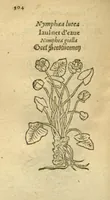Picture 44 of 76 from Plantarum effigies /e? Leonartho Fuschio, ac quinque diuersis linguis redditae ... (1549), leaf 327