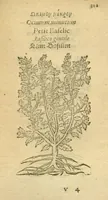 Picture 45 of 76 from Plantarum effigies /e? Leonartho Fuschio, ac quinque diuersis linguis redditae ... (1549), leaf 334