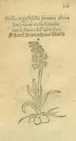 An illustration from Plantarum effigies /e? Leonartho Fuschio, ac quinque diuersis linguis redditae ... (1549)