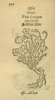 Picture 47 of 76 from Plantarum effigies /e? Leonartho Fuschio, ac quinque diuersis linguis redditae ... (1549), leaf 347
