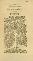 Picture 48 of 76 from Plantarum effigies /e? Leonartho Fuschio, ac quinque diuersis linguis redditae ... (1549), leaf 354
