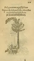 Picture 49 of 76 from Plantarum effigies /e? Leonartho Fuschio, ac quinque diuersis linguis redditae ... (1549), leaf 360