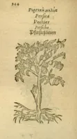 An illustration from Plantarum effigies /e? Leonartho Fuschio, ac quinque diuersis linguis redditae ... (1549)