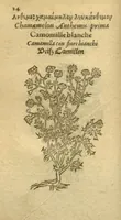 Picture 3 of 76 from Plantarum effigies /e? Leonartho Fuschio, ac quinque diuersis linguis redditae ... (1549), leaf 37