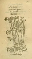 Picture 51 of 76 from Plantarum effigies /e? Leonartho Fuschio, ac quinque diuersis linguis redditae ... (1549), leaf 374