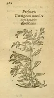 An illustration from Plantarum effigies /e? Leonartho Fuschio, ac quinque diuersis linguis redditae ... (1549)