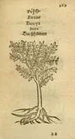 An illustration from Plantarum effigies /e? Leonartho Fuschio, ac quinque diuersis linguis redditae ... (1549)