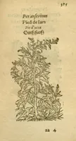 An illustration from Plantarum effigies /e? Leonartho Fuschio, ac quinque diuersis linguis redditae ... (1549)