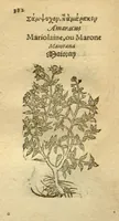 Picture 55 of 76 from Plantarum effigies /e? Leonartho Fuschio, ac quinque diuersis linguis redditae ... (1549), leaf 405