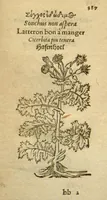Picture 56 of 76 from Plantarum effigies /e? Leonartho Fuschio, ac quinque diuersis linguis redditae ... (1549), leaf 410
