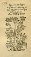 Picture 57 of 76 from Plantarum effigies /e? Leonartho Fuschio, ac quinque diuersis linguis redditae ... (1549), leaf 417