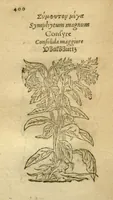 Picture 58 of 76 from Plantarum effigies /e? Leonartho Fuschio, ac quinque diuersis linguis redditae ... (1549), leaf 423