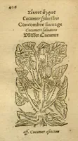 Picture 59 of 76 from Plantarum effigies /e? Leonartho Fuschio, ac quinque diuersis linguis redditae ... (1549), leaf 429