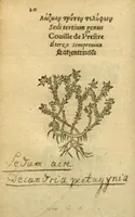 An illustration from Plantarum effigies /e? Leonartho Fuschio, ac quinque diuersis linguis redditae ... (1549)