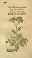 Picture 60 of 76 from Plantarum effigies /e? Leonartho Fuschio, ac quinque diuersis linguis redditae ... (1549), leaf 435