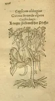 Picture 62 of 76 from Plantarum effigies /e? Leonartho Fuschio, ac quinque diuersis linguis redditae ... (1549), leaf 449