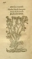 Picture 63 of 76 from Plantarum effigies /e? Leonartho Fuschio, ac quinque diuersis linguis redditae ... (1549), leaf 455