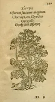 Picture 64 of 76 from Plantarum effigies /e? Leonartho Fuschio, ac quinque diuersis linguis redditae ... (1549), leaf 460