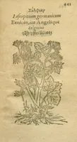 Picture 65 of 76 from Plantarum effigies /e? Leonartho Fuschio, ac quinque diuersis linguis redditae ... (1549), leaf 466