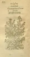Picture 66 of 76 from Plantarum effigies /e? Leonartho Fuschio, ac quinque diuersis linguis redditae ... (1549), leaf 473