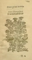 Picture 67 of 76 from Plantarum effigies /e? Leonartho Fuschio, ac quinque diuersis linguis redditae ... (1549), leaf 478
