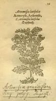 Picture 5 of 76 from Plantarum effigies /e? Leonartho Fuschio, ac quinque diuersis linguis redditae ... (1549), leaf 48