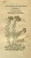 Picture 68 of 76 from Plantarum effigies /e? Leonartho Fuschio, ac quinque diuersis linguis redditae ... (1549), leaf 485