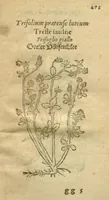 Picture 70 of 76 from Plantarum effigies /e? Leonartho Fuschio, ac quinque diuersis linguis redditae ... (1549), leaf 496