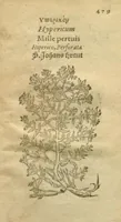 Picture 71 of 76 from Plantarum effigies /e? Leonartho Fuschio, ac quinque diuersis linguis redditae ... (1549), leaf 502